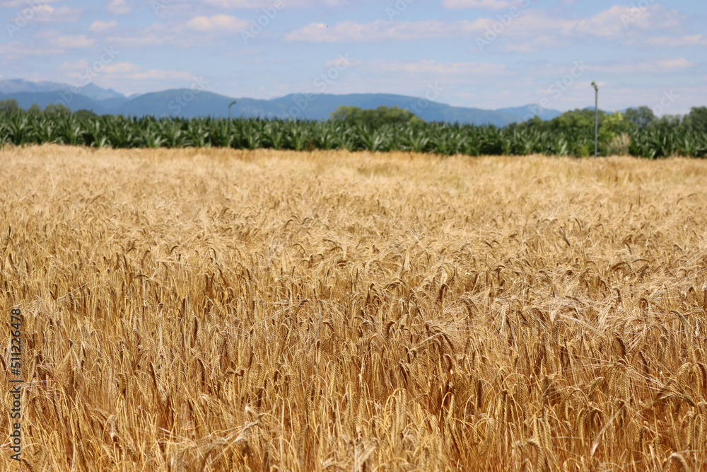Golden wheat plants near a green corn field on a sunny day. Wheat field ready to harvest on summer against blue sky Golden wheat plants near a green corn field on a sunny day. Wheat field ready to harvest on summer against blue sky