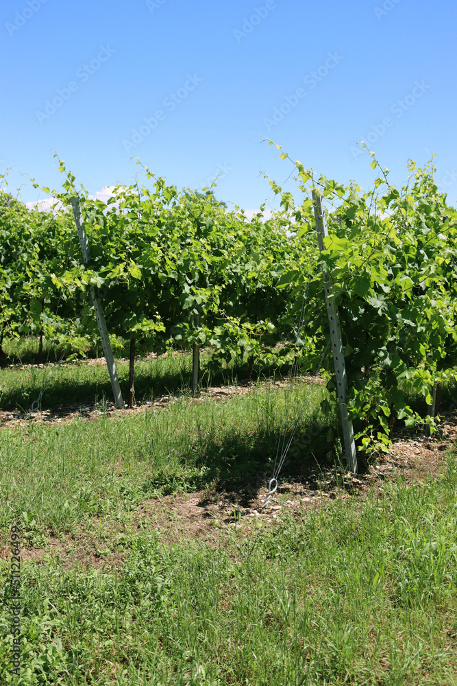 Obraz premium Vine plants gready to be pruined in the vineyard in the northern Italy countryside on a sunny day. Vitis vinifera cultivation 