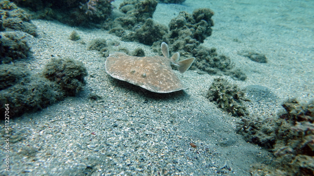 Fototapeta premium Stingrays. Leopard electric stingray. this electric ray grows up to 100 cm, feeds on fish and bottom dwellers. It hunts from an ambush, uses an electric current when attacking.