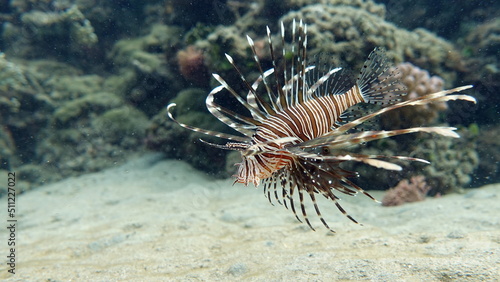 Lion Fish in the Red Sea in clear blue water hunting for food .   