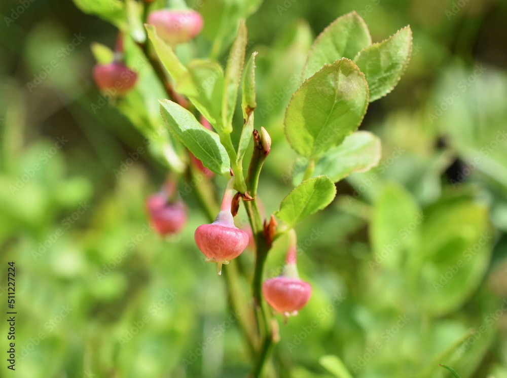European blueberry Vaccinum myrtillus bush with red flowers in springtime European blueberry Vaccinum myrtillus bush with red flowers in springtime