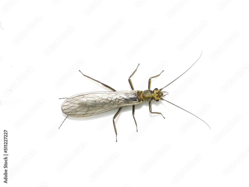 Closeup on green stonefly plecoptera isolated on white background Closeup on green stonefly plecoptera isolated on white background