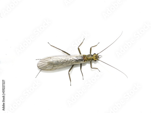 Closeup on green stonefly plecoptera isolated on white background