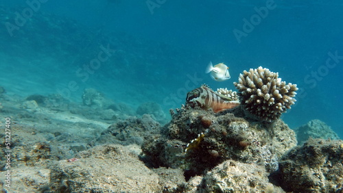 Fototapeta Naklejka Na Ścianę i Meble -  Beautiful fish on the Red Sea reef.