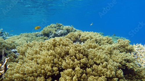 Beautiful coral reefs of the Red Sea.