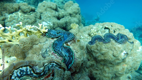 Rugose giant clam. Molluscs, type Mollusca. Bivalve mollusks. Family Tridacnidae - Tridacnidae. Large tridacna.