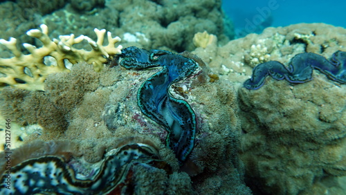 Rugose giant clam. Molluscs, type Mollusca. Bivalve mollusks. Family Tridacnidae - Tridacnidae. Large tridacna.