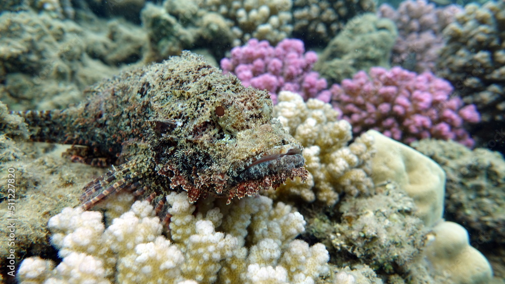 Fototapeta premium Tassled Scorpionfish. Fish - a type of bone fish Osteichthyes. Scorpaenidae. Flat-headed scorpenopsis.