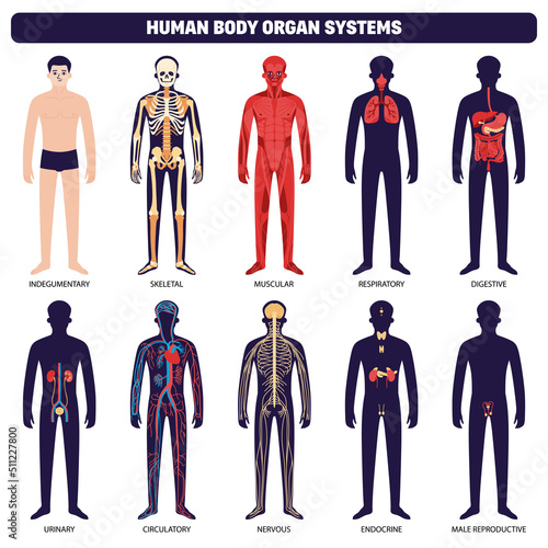 Human Body Organ Systems Icon Set