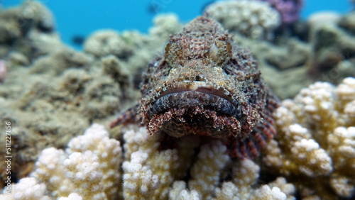 Scorpionfish, Fish - type bone fish Osteichthyes, Scorpaenidae, Flathead scorpenopsis.

 photo