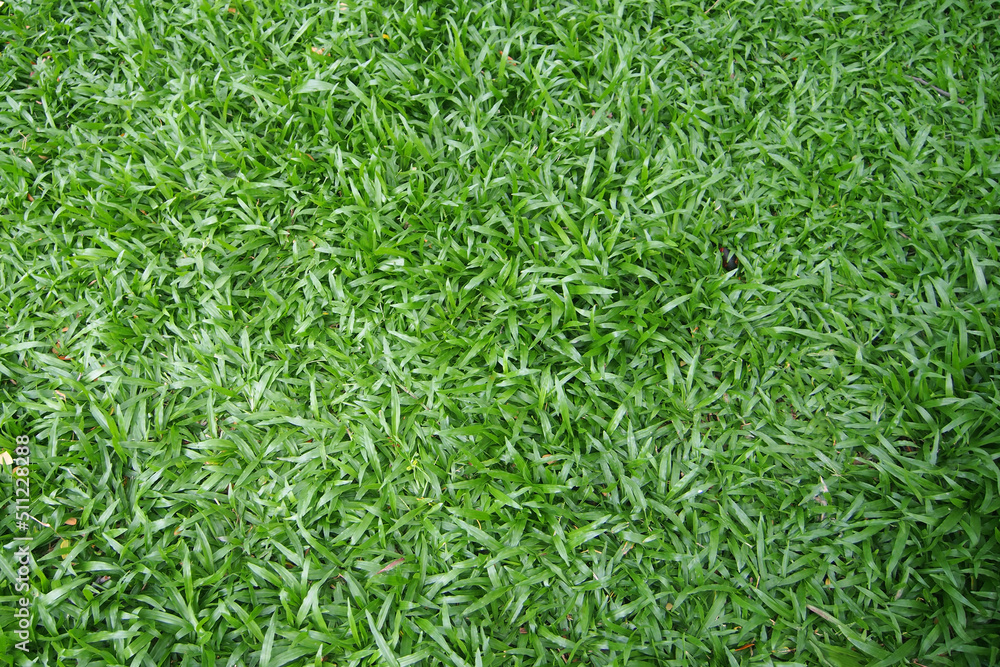 Green grass field texture background Green grass field texture background
