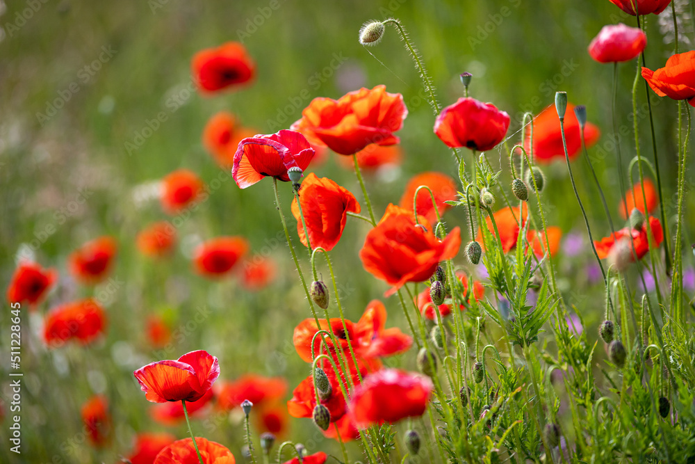 Fototapeta premium field of red poppies