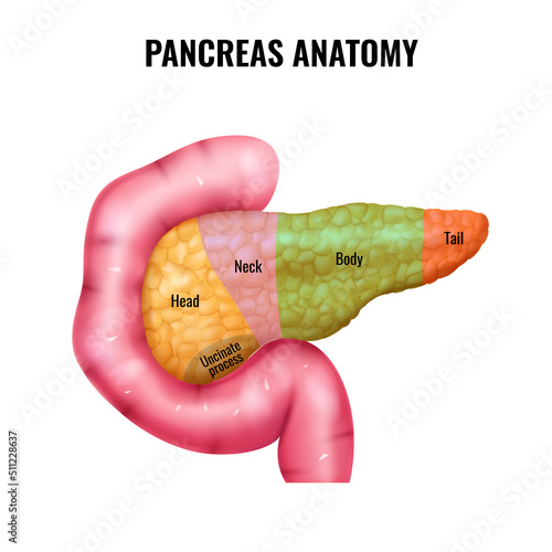 Pancreas Anatomy Parts Composition