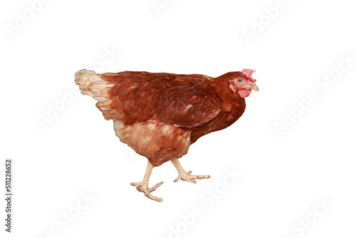 Full body of brown young, standing hens used for farm animals.With isolated on a white background,with clipping paths