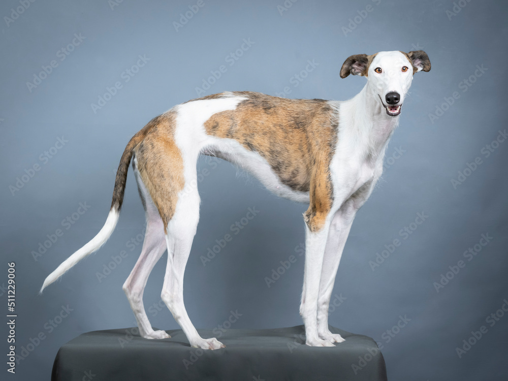 White and brown Spanish greyhound standing in a photography studio White and brown Spanish greyhound standing in a photography studio