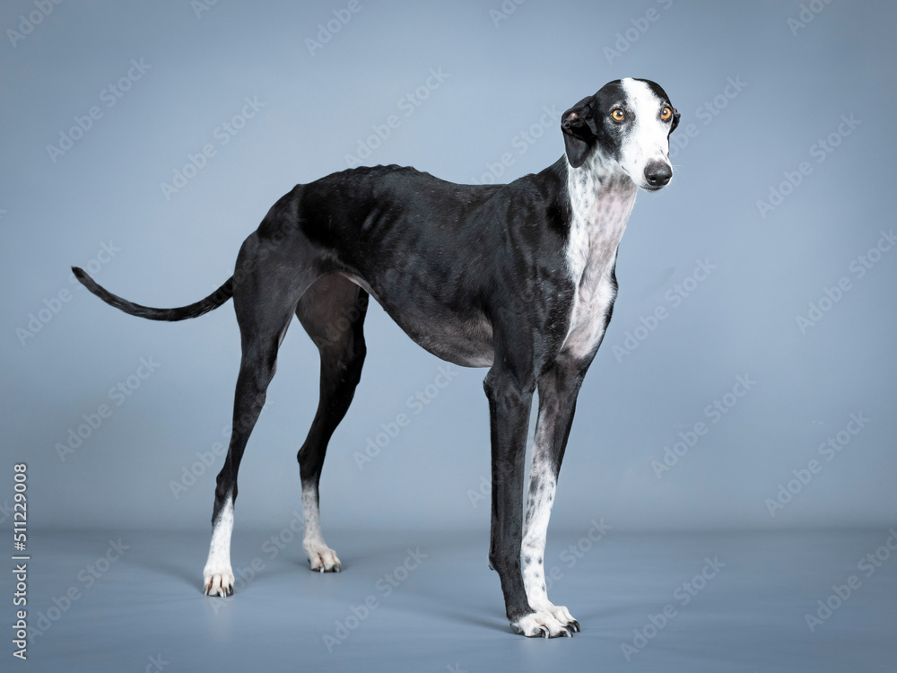 Black and white spanish greyhound standing in a photography studio
