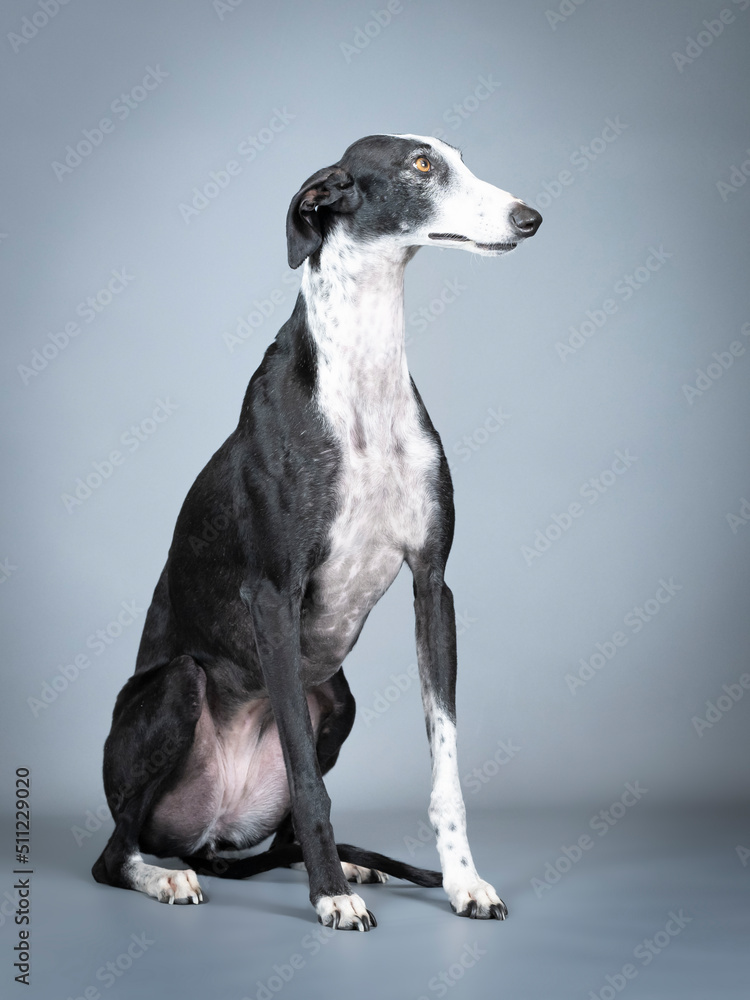Black and white greyhound sitting in a photo studio