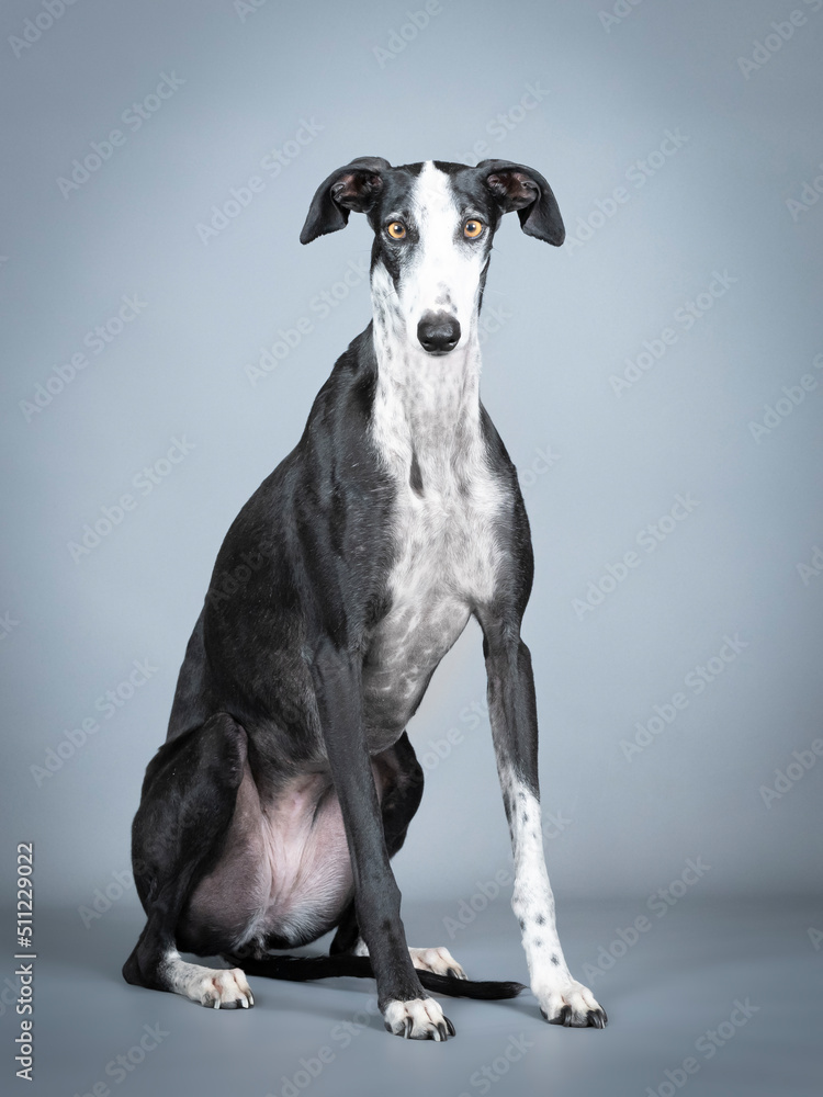 Black and white greyhound sitting in a photo studio Black and white greyhound sitting in a photo studio
