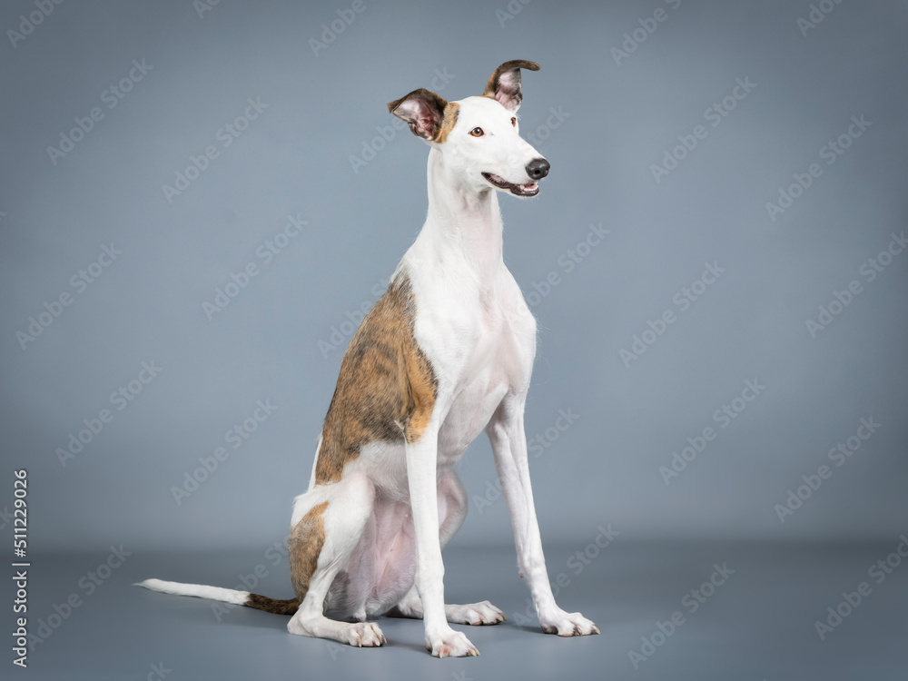 White and brown Spanish greyhound sitting