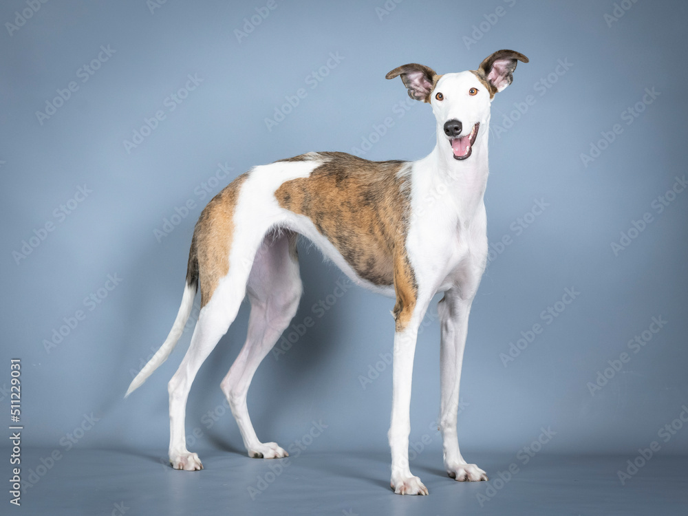 White and brown Spanish greyhound standing in a photography studio White and brown Spanish greyhound standing in a photography studio