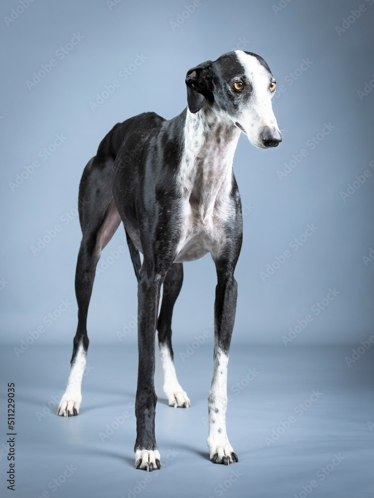 Black and white spanish greyhound standing in a photography studio