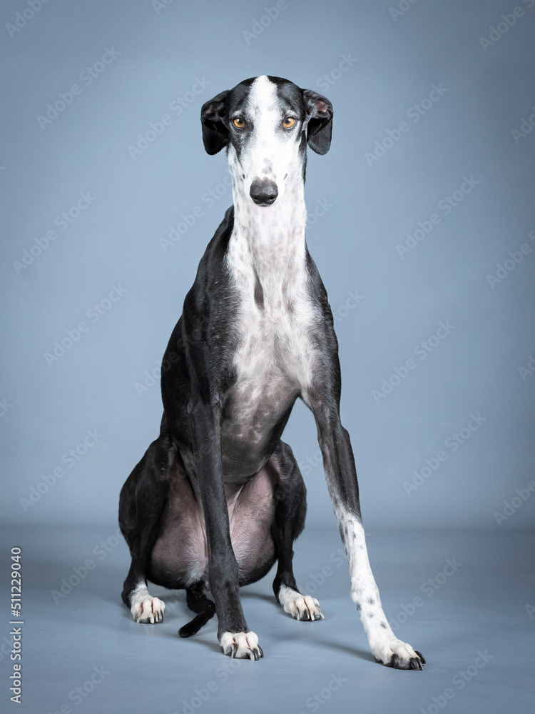 Black and white greyhound sitting in a photo studio