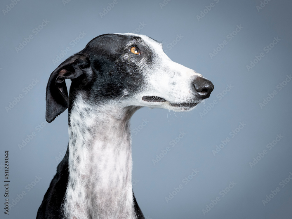 Black and white spanish greyhound portrait standing in photography studio Black and white spanish greyhound portrait standing in photography studio