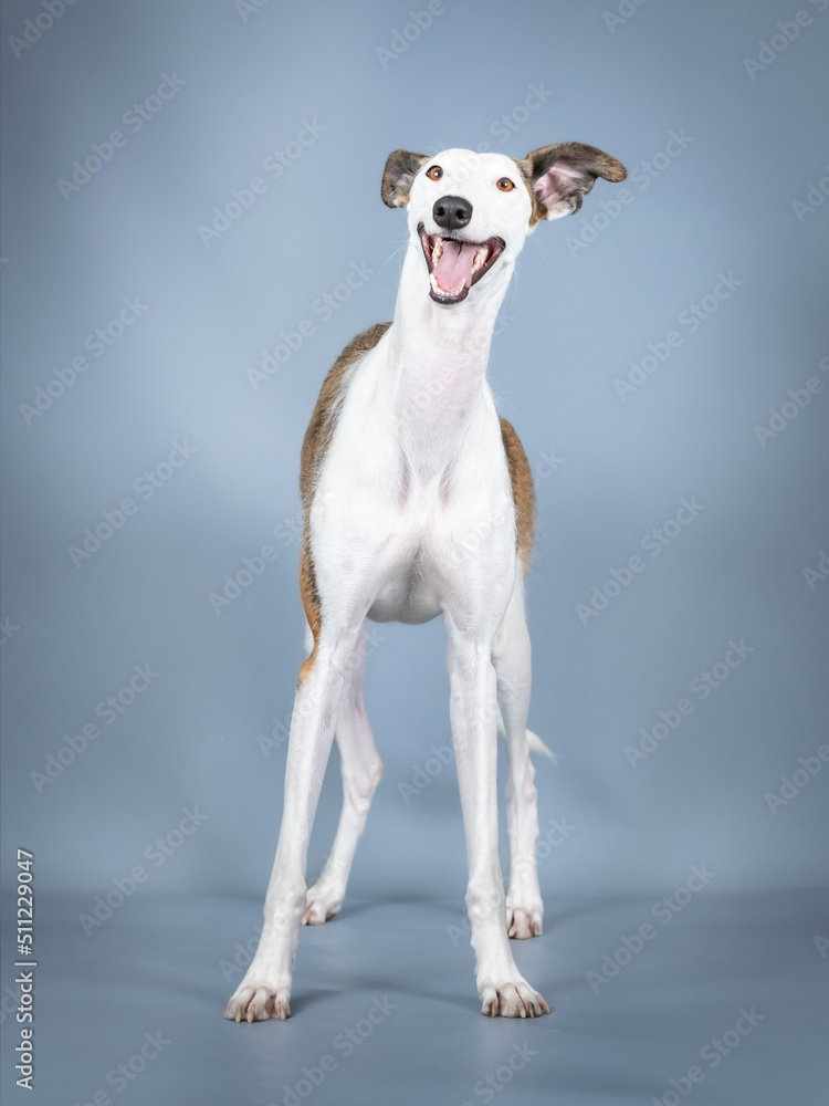 White and brown Spanish greyhound standing in a photography studio