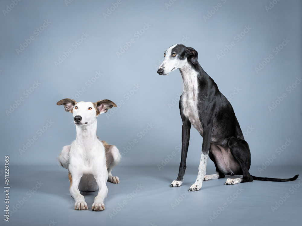 Two Spanish greyhounds, white, black and brown in a photography studio