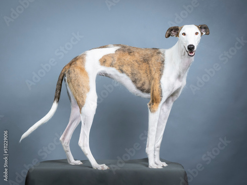 Fotografia White and brown Spanish greyhound standing in a photography studio