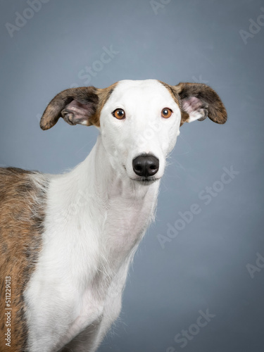 White spanish greyhound portrait in a photography studio