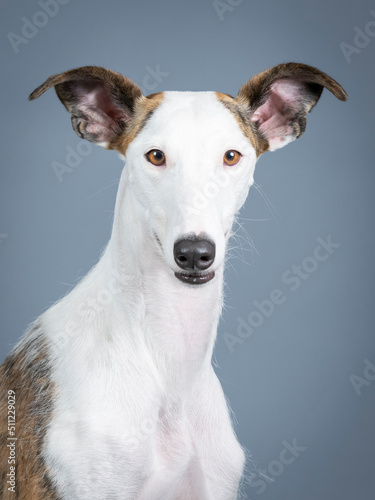 White spanish greyhound portrait in a photography studio