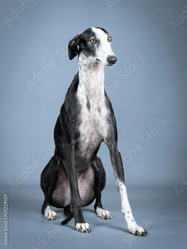 Black and white greyhound sitting in a photo studio