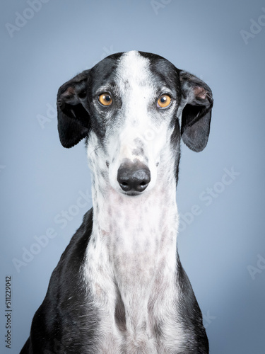Black and white spanish greyhound portrait standing in photography studio