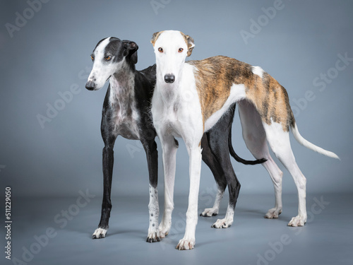 Two Spanish greyhounds  white  black and brown in a photography studio