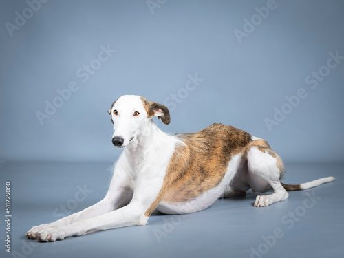 White and brown Spanish greyhound lying in a photography studio