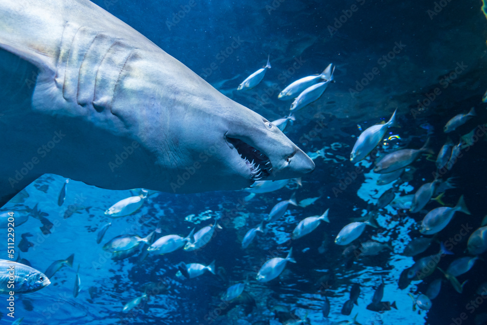 Fototapeta premium Large fish and aquatic life in an aquarium