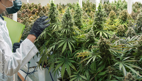sciencetist keep marijuana cannabis flower in harvesting photo