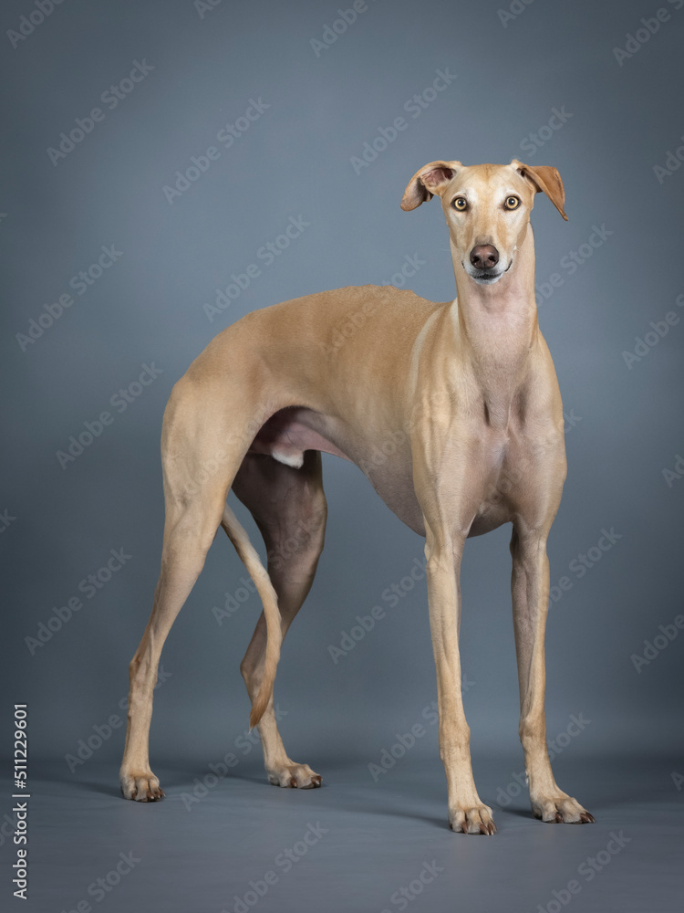 Beige spanish greyhound standing in photo studio