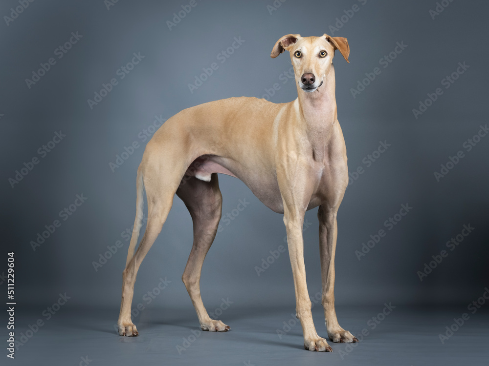 Beige spanish greyhound standing in photo studio