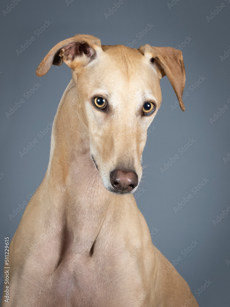 Portrait of a beige spanish greyhound in a photography studio