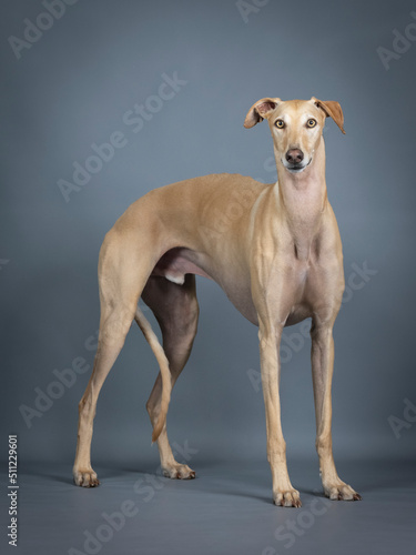 Beige spanish greyhound standing in photo studio
