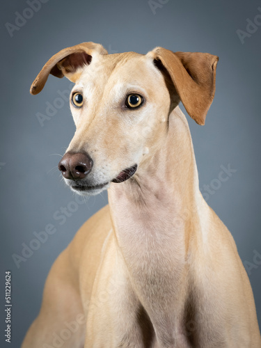 Photo Portrait of a beige spanish greyhound in a photography studio