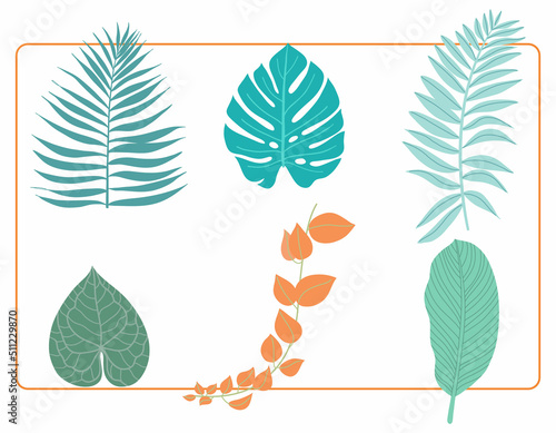 Set of  tropical plant leaf green monstera palm on white background. Vector element design illustration.

