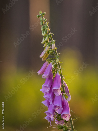 Blume