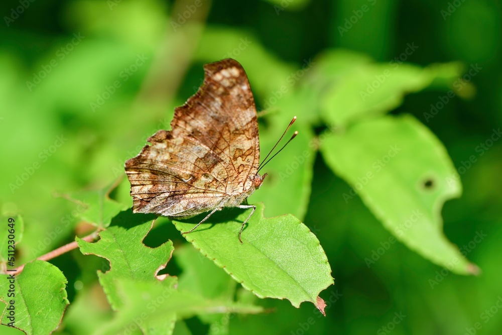 Obraz premium 枯れ葉のような模様が特徴的な初夏から秋に見られる身近なチョウ、キタテハ