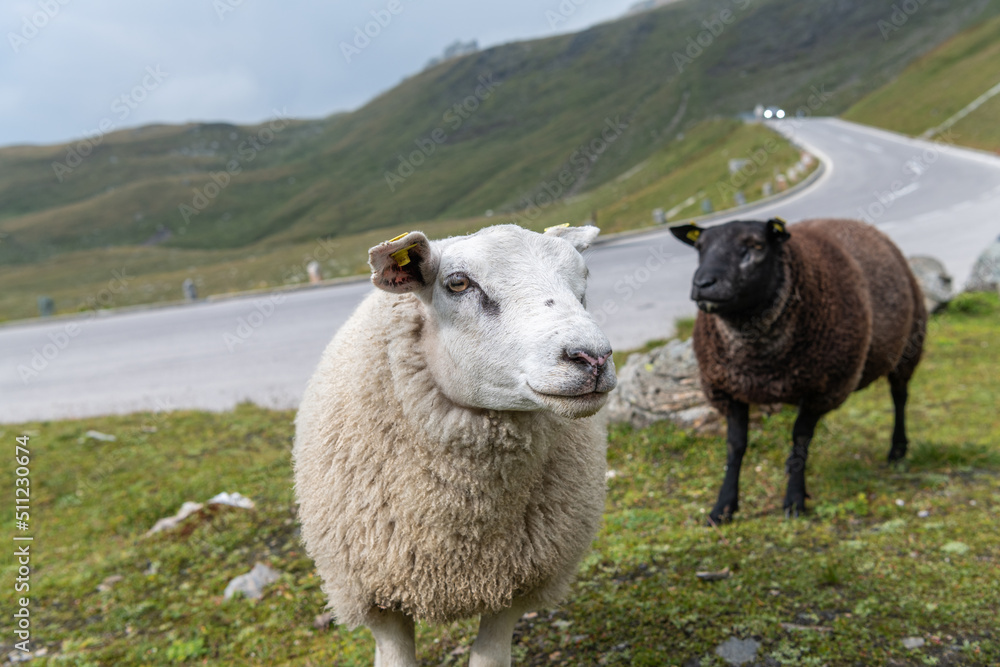 Obraz premium Schafe an der Großglockner Hochalpenstraße, Österreich