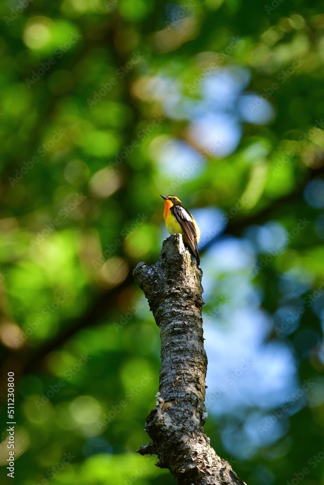 Fototapeta premium 初夏の軽井沢等の高原の森で美しい声でさえずる黄色、オレンジ、黒の鮮やかなかわいい小鳥キビタキ