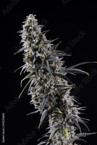 Cannabis fresh buds and flowers from a marijuana plant with a black background 