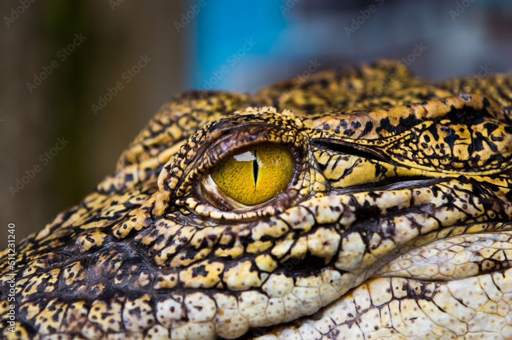 Fototapeta premium Closeup view of a young saltwater crocodile (Crocodylus porosus)